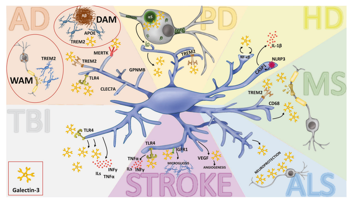 Target for Alzheimer's disease treatment LGALS3