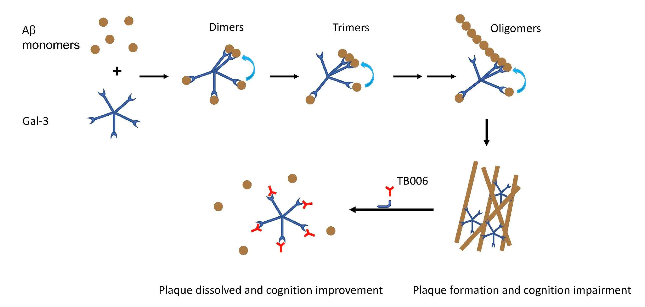 Target for Alzheimer's disease treatment LGALS3