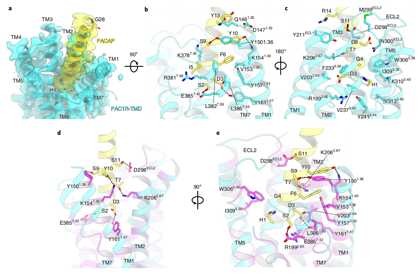 Target for migraine treatment ADCYAP1