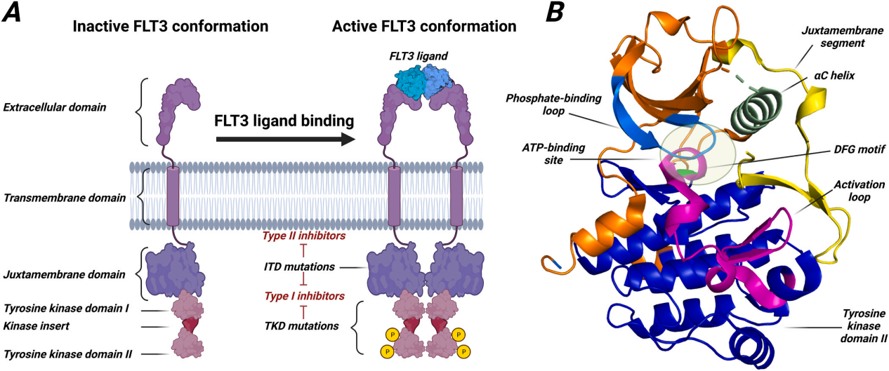 Target of treatment for acute myeloid leukemia FLT3