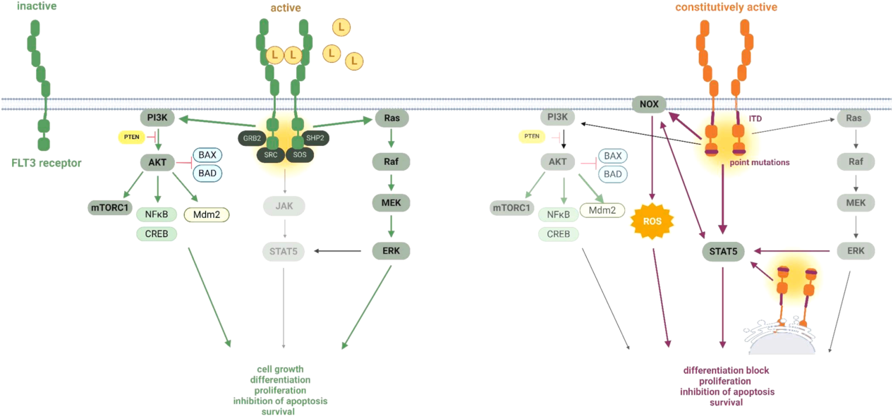 Target of treatment for acute myeloid leukemia FLT3