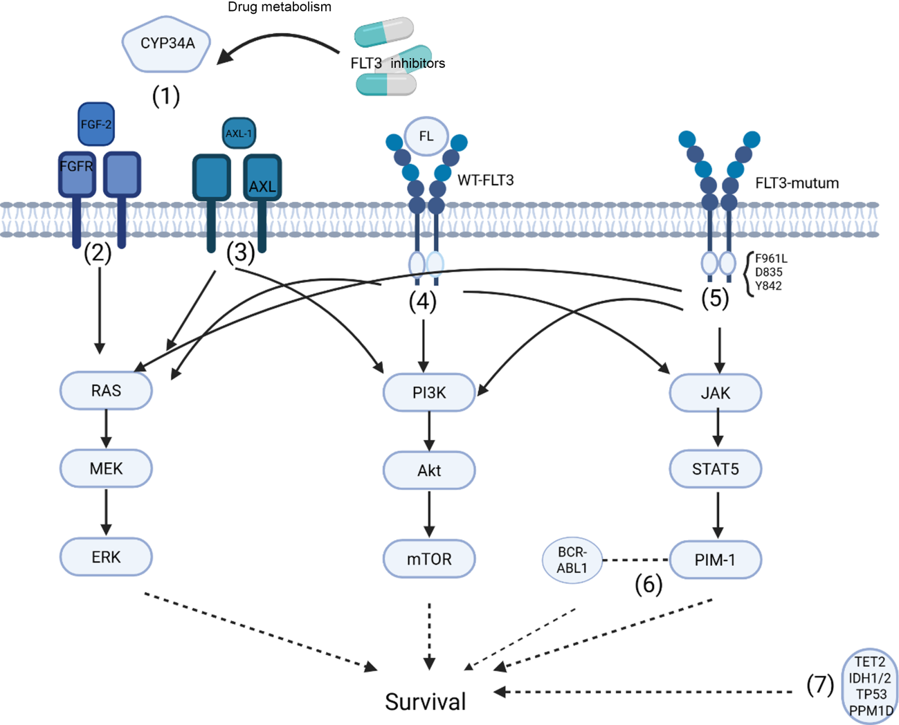 Target of treatment for acute myeloid leukemia FLT3