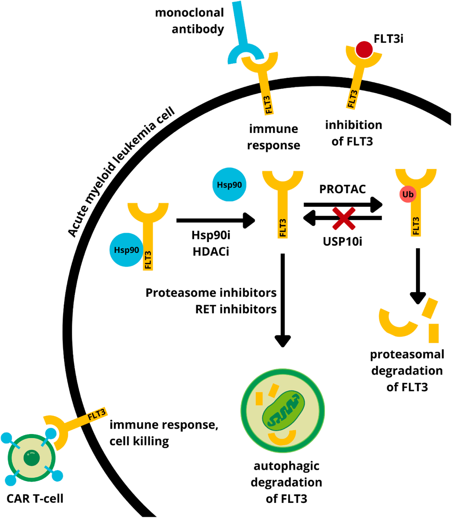 Target of treatment for acute myeloid leukemia FLT3