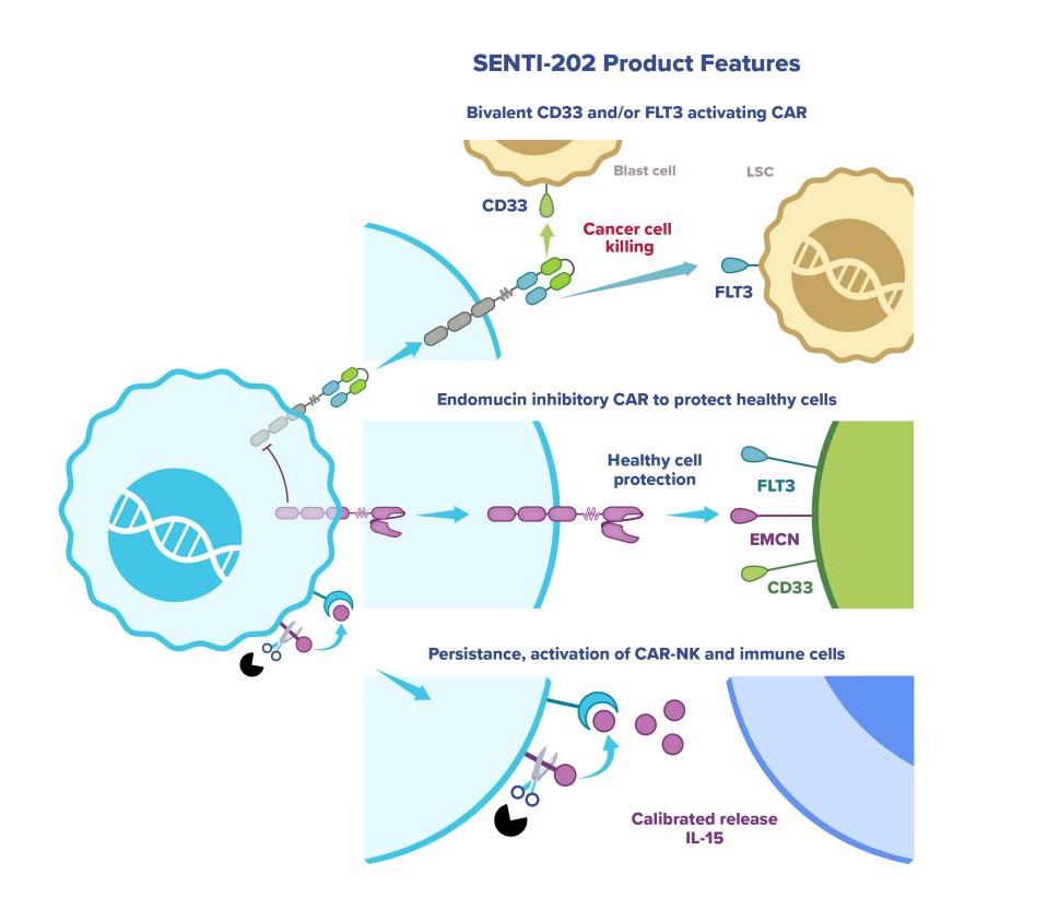 Target of treatment for acute myeloid leukemia FLT3
