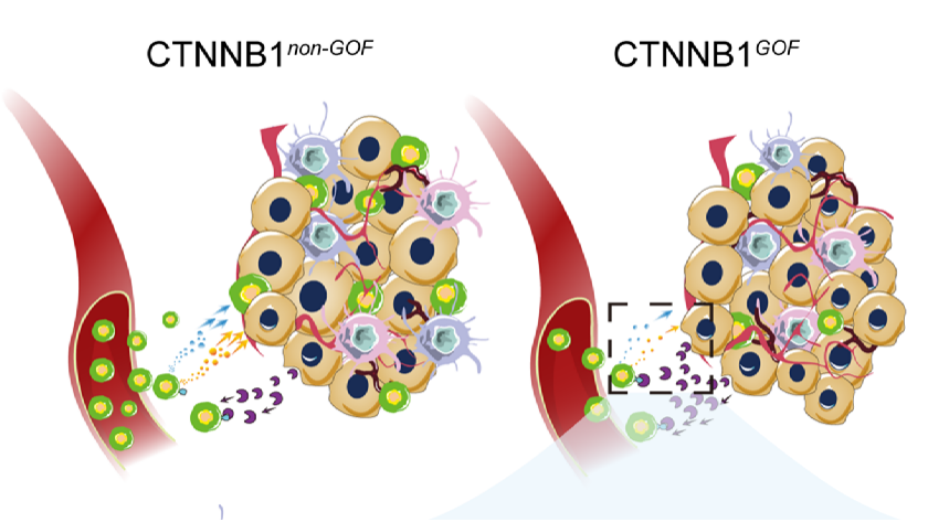 Targeted MMP9 therapy synergistically improves anti-PD1 efficacy
