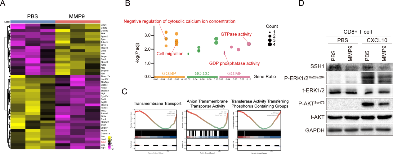 Targeted MMP9 therapy synergistically improves anti-PD1 efficacy