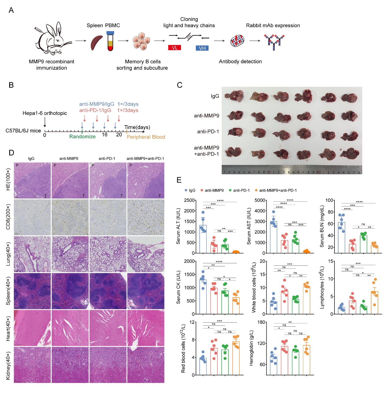 Targeted MMP9 therapy synergistically improves anti-PD1 efficacy