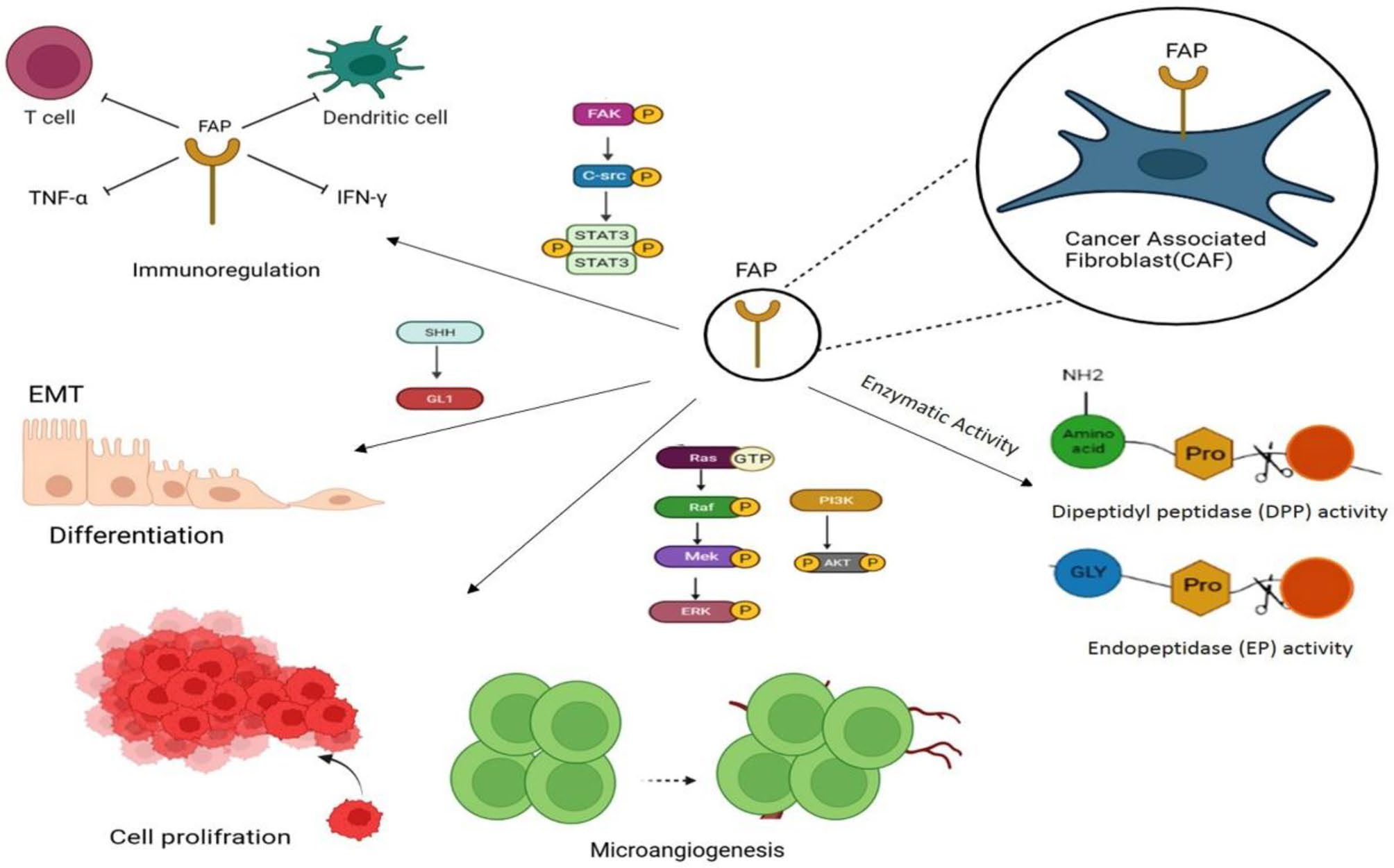 Targeting fibroblast activation protein (FAP): advances in CAR-T cell, antibody, and vaccine in cancer immunotherapy