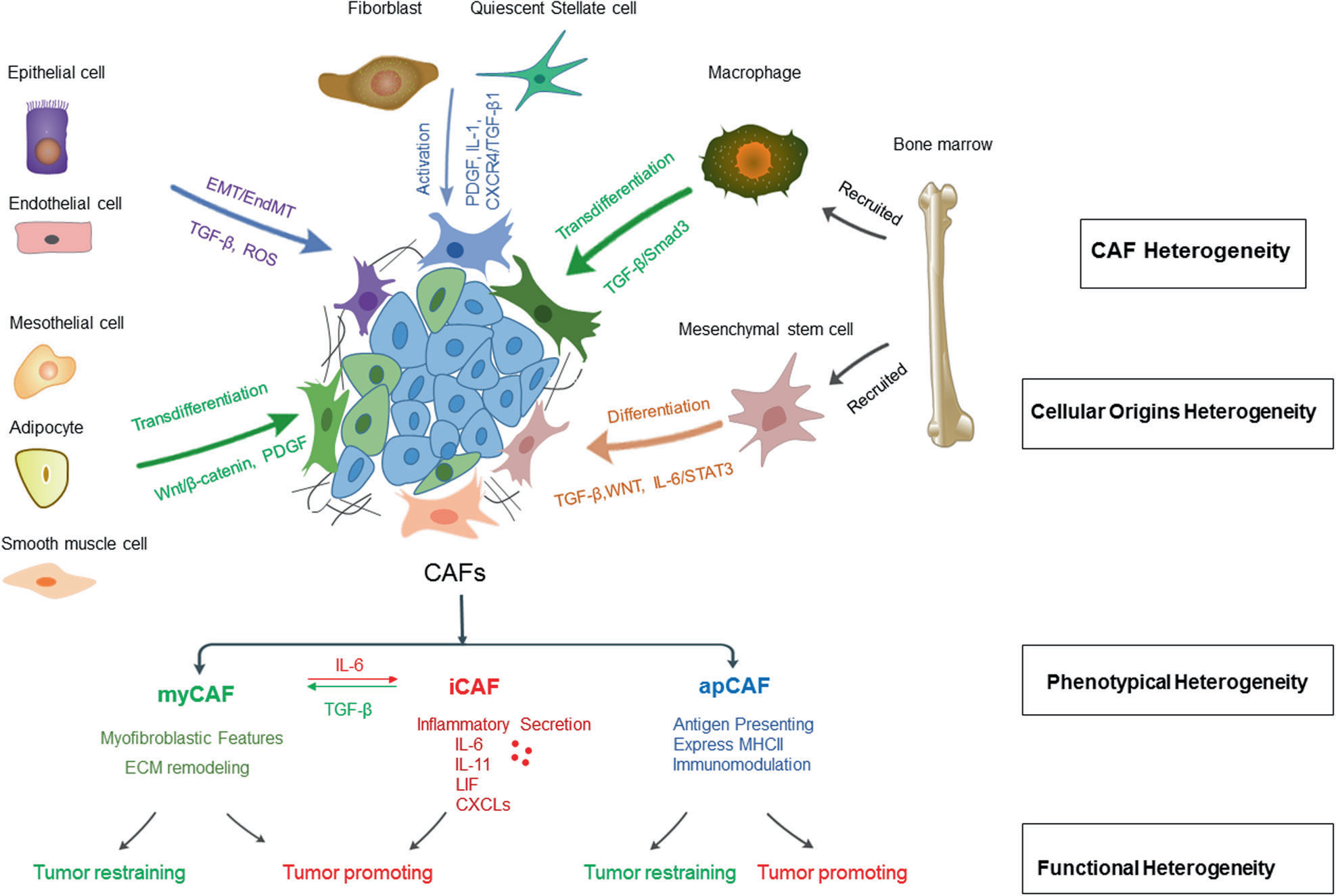 Targeting fibroblast activation protein (FAP): advances in CAR-T cell, antibody, and vaccine in cancer immunotherapy