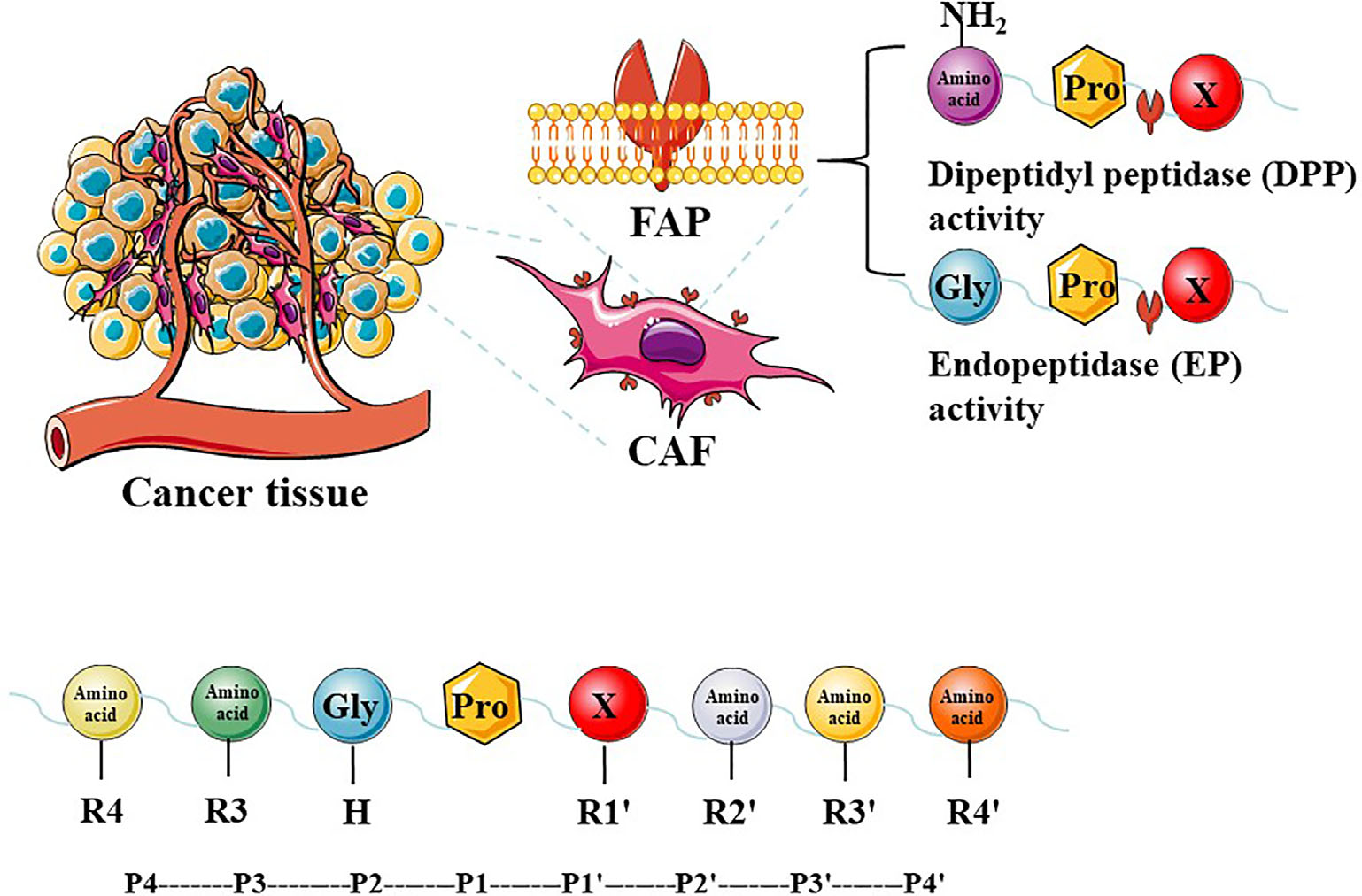 Targeting fibroblast activation protein (FAP): advances in CAR-T cell, antibody, and vaccine in cancer immunotherapy
