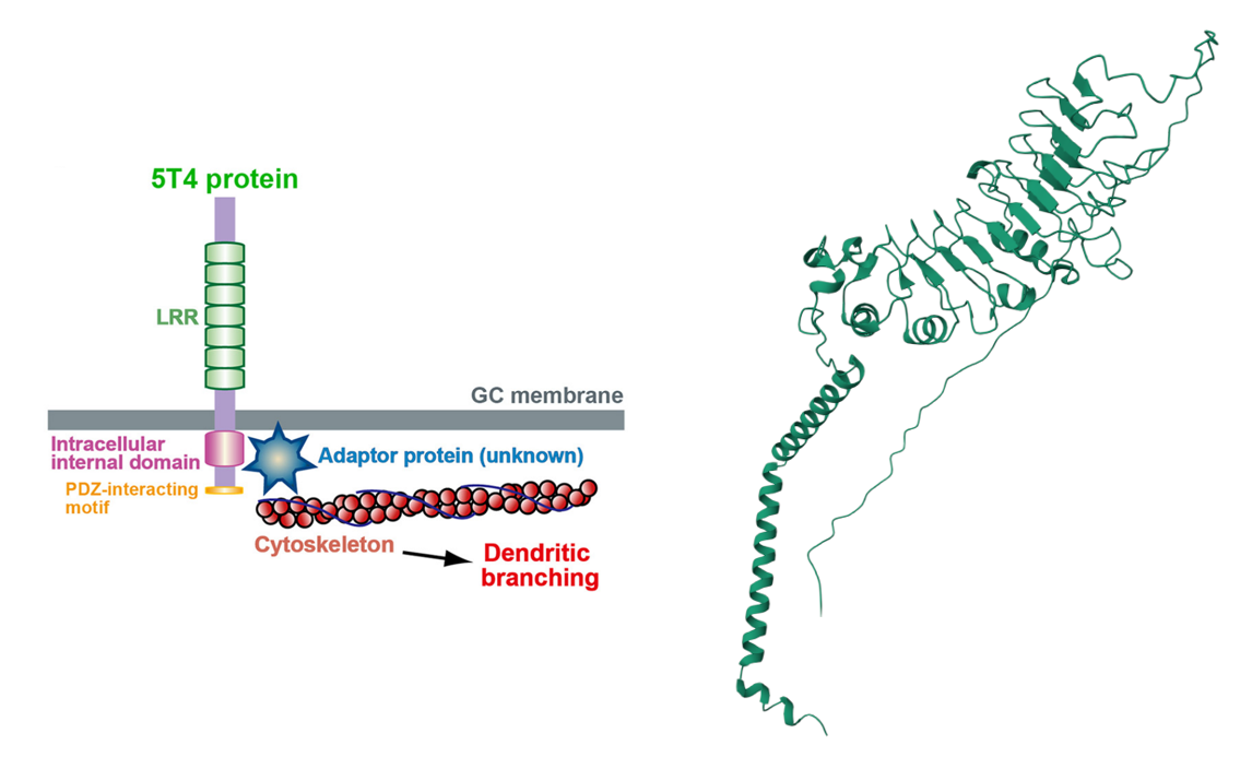 The ADC target antigen TPBG