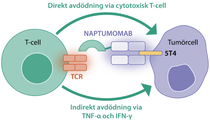 The ADC target antigen TPBG