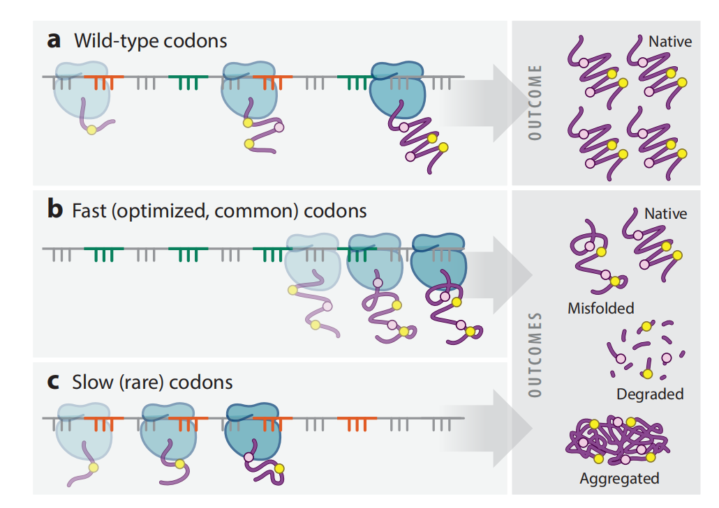 The Effects of Codon Usage on Protein Structure and Folding