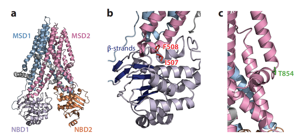 The Effects of Codon Usage on Protein Structure and Folding