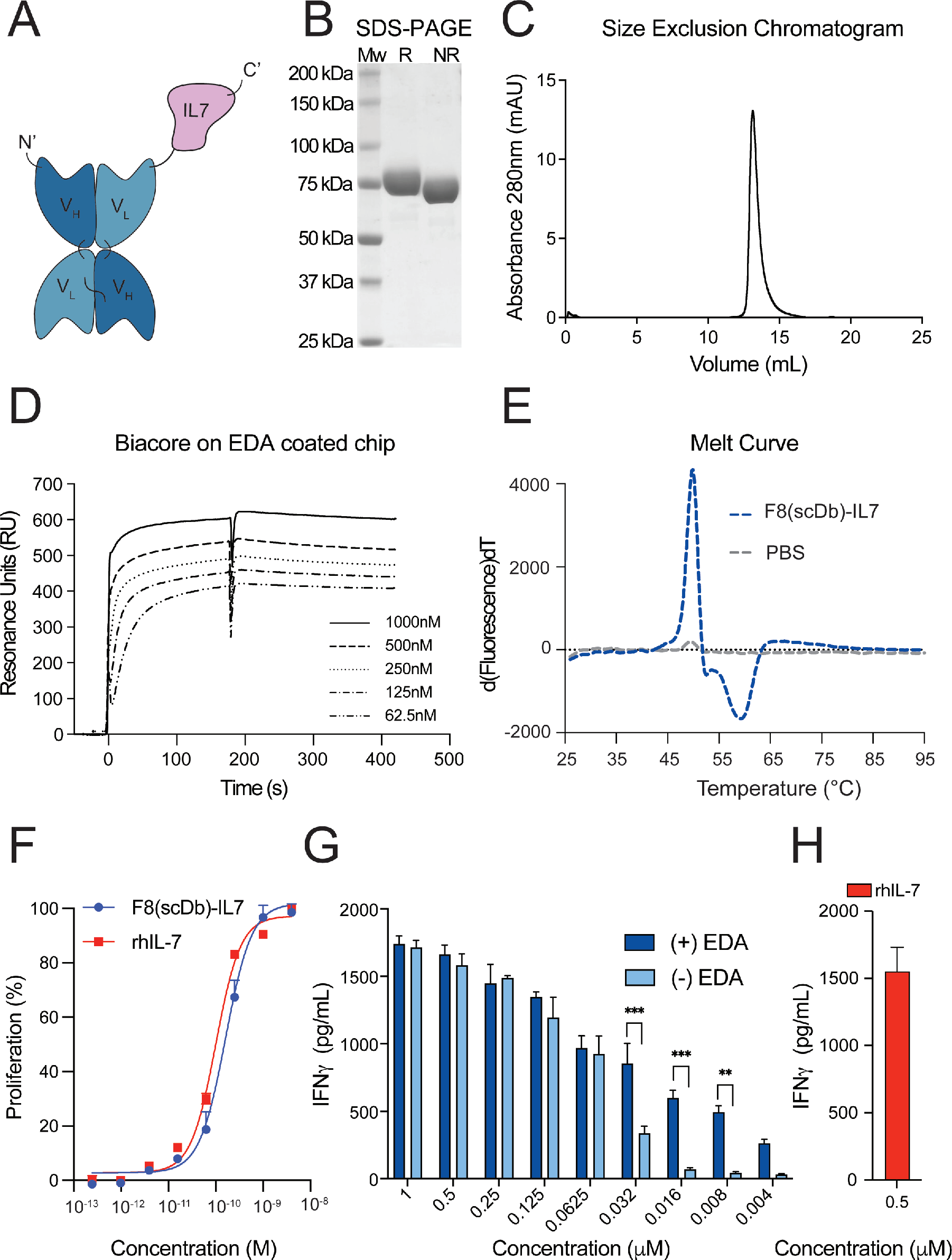 The IL-7 fusion protein F8 (scDb) IL7 up regulates TCF1 and promotes PD-1 blockade