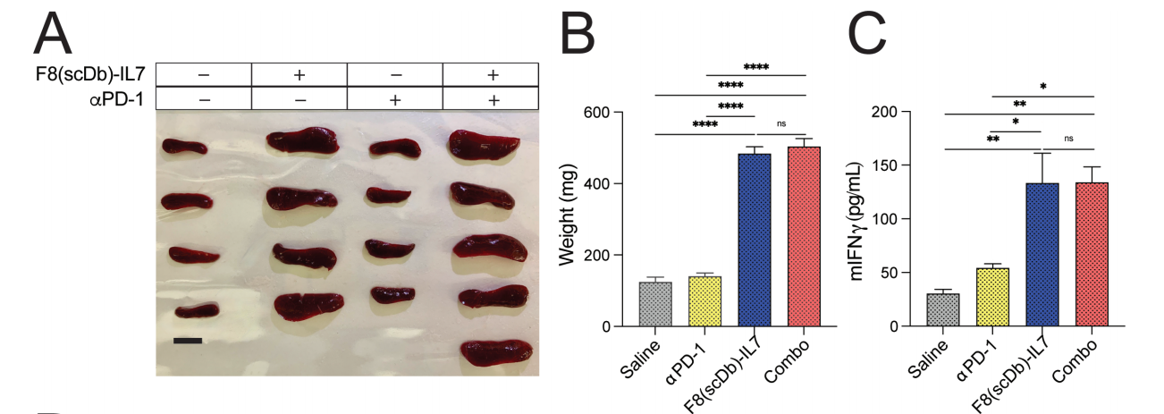 The IL-7 fusion protein F8 (scDb) IL7 up regulates TCF1 and promotes PD-1 blockade