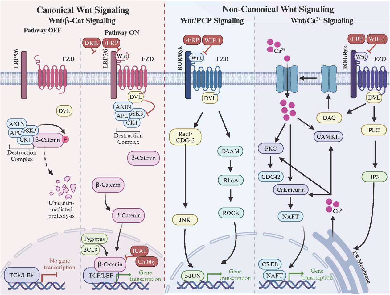 The Wnt pathway activates the receptor family FZD 