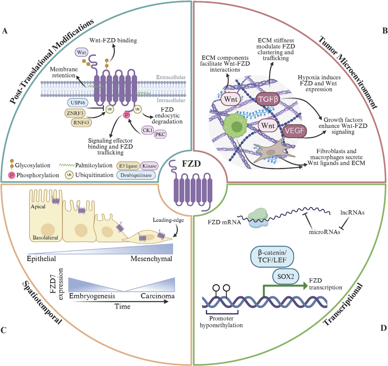 The Wnt pathway activates the receptor family FZD 