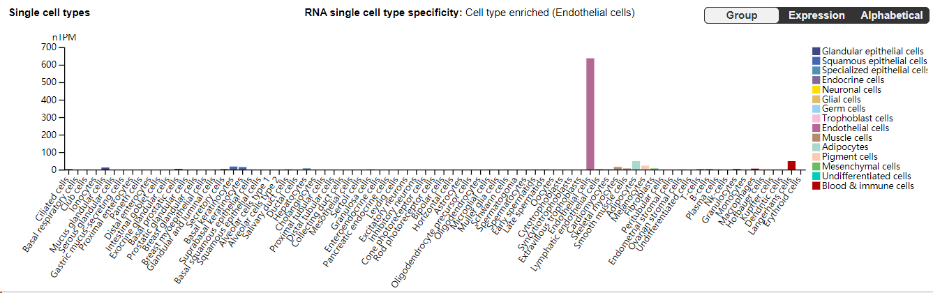 The adhesion molecule CD62