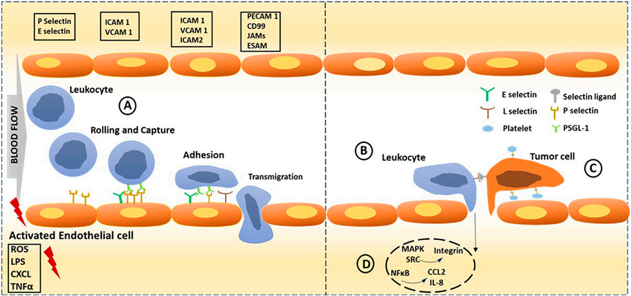 The adhesion molecule CD62