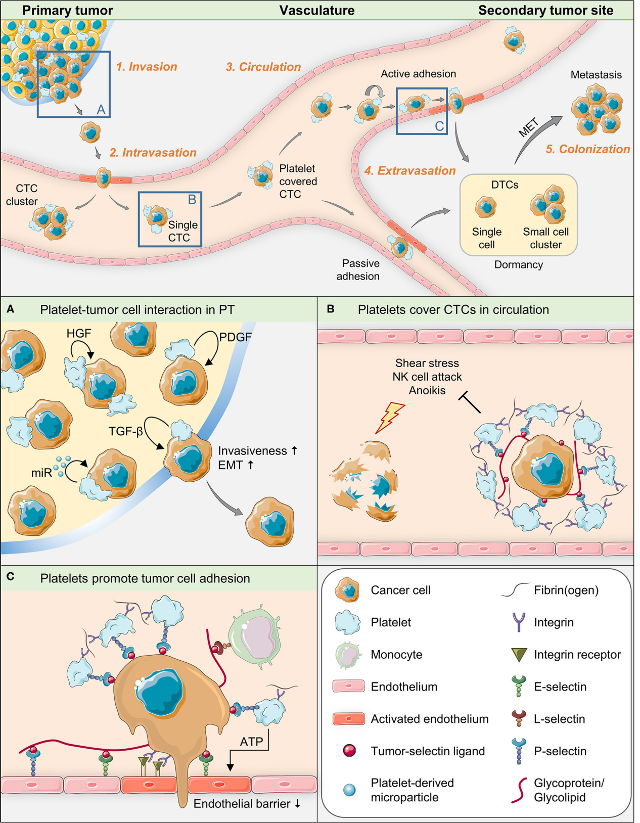 The adhesion molecule CD62