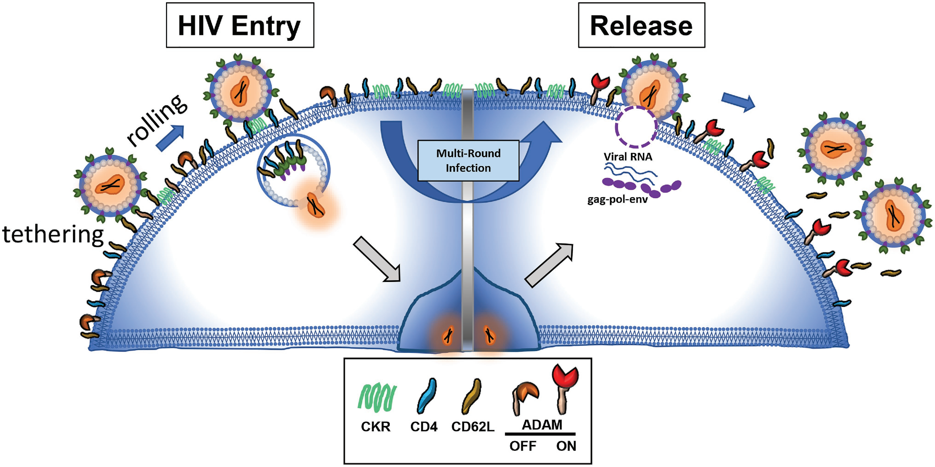 The adhesion molecule CD62