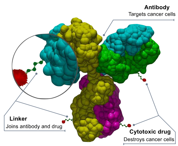 The advent of the era of antibody coupled drug ADC