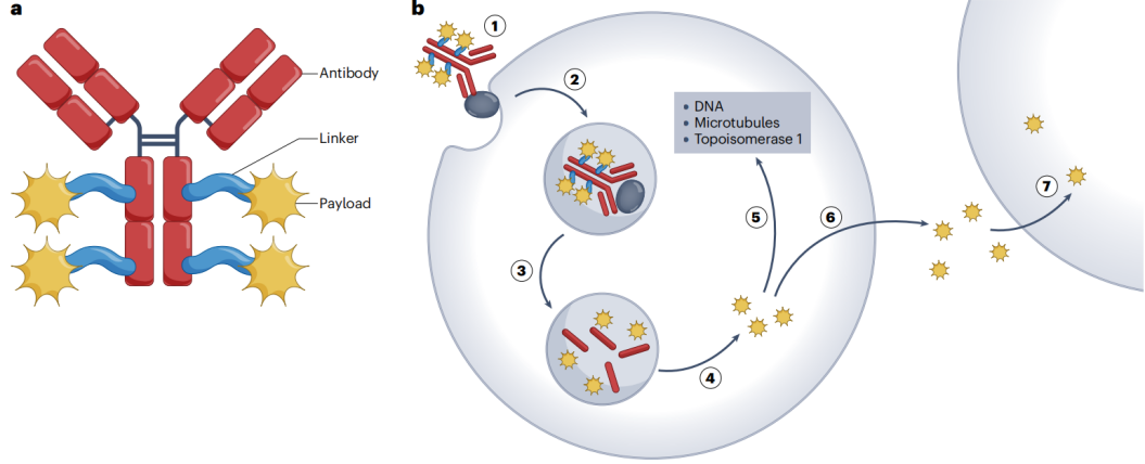 The advent of the era of antibody coupled drug ADC