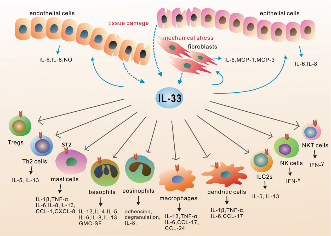The alarm cytokine IL-33