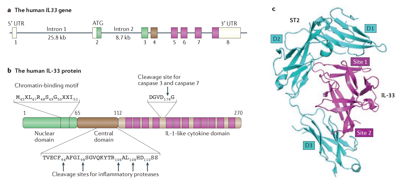 The alarm cytokine IL-33