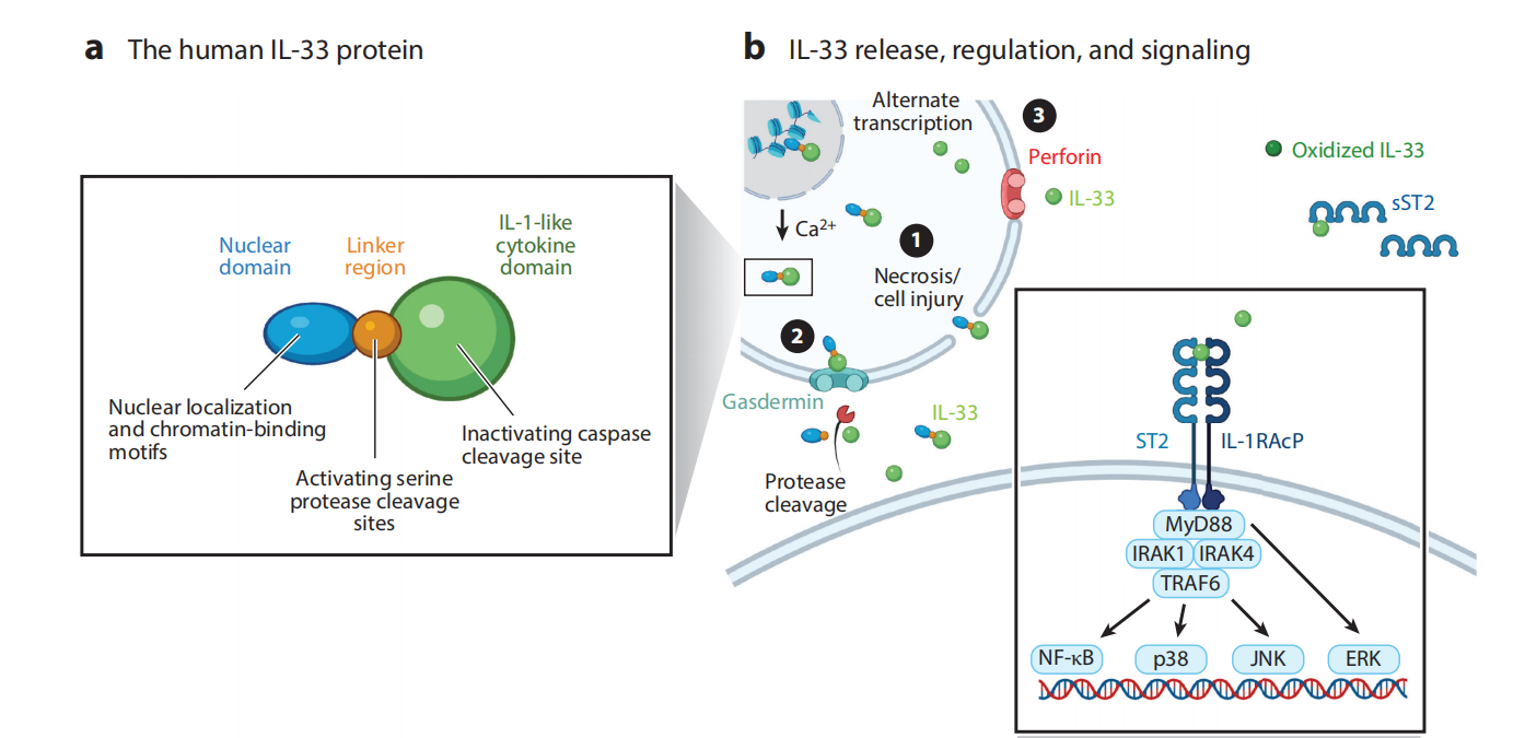 The alarm cytokine IL-33