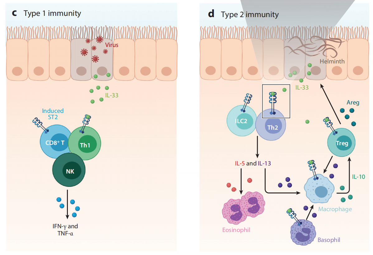 The alarm cytokine IL-33