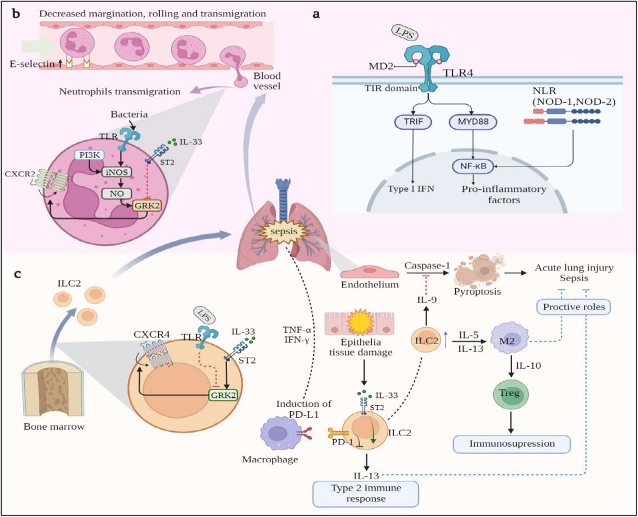The alarm cytokine IL-33