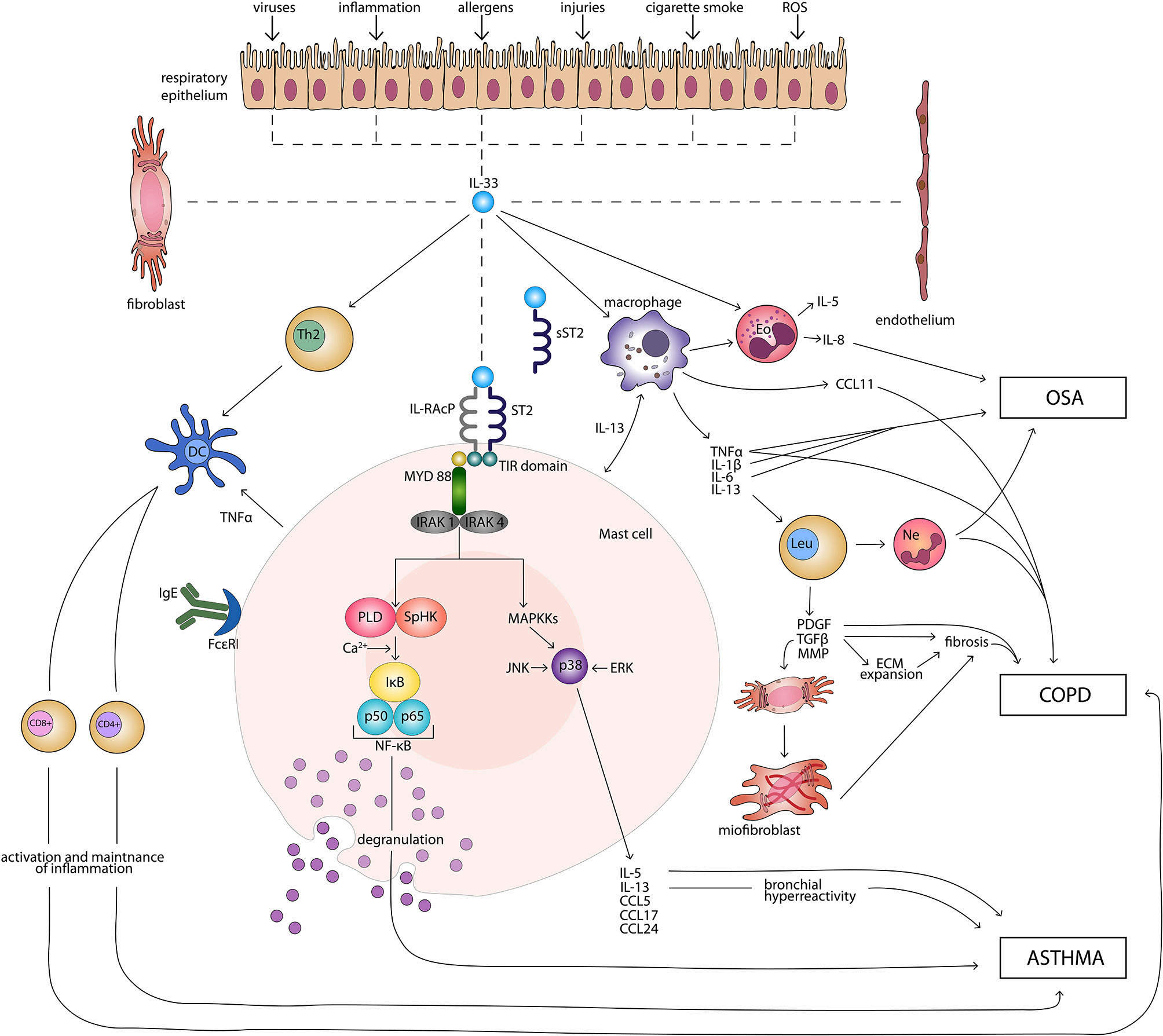 The alarm cytokine IL-33