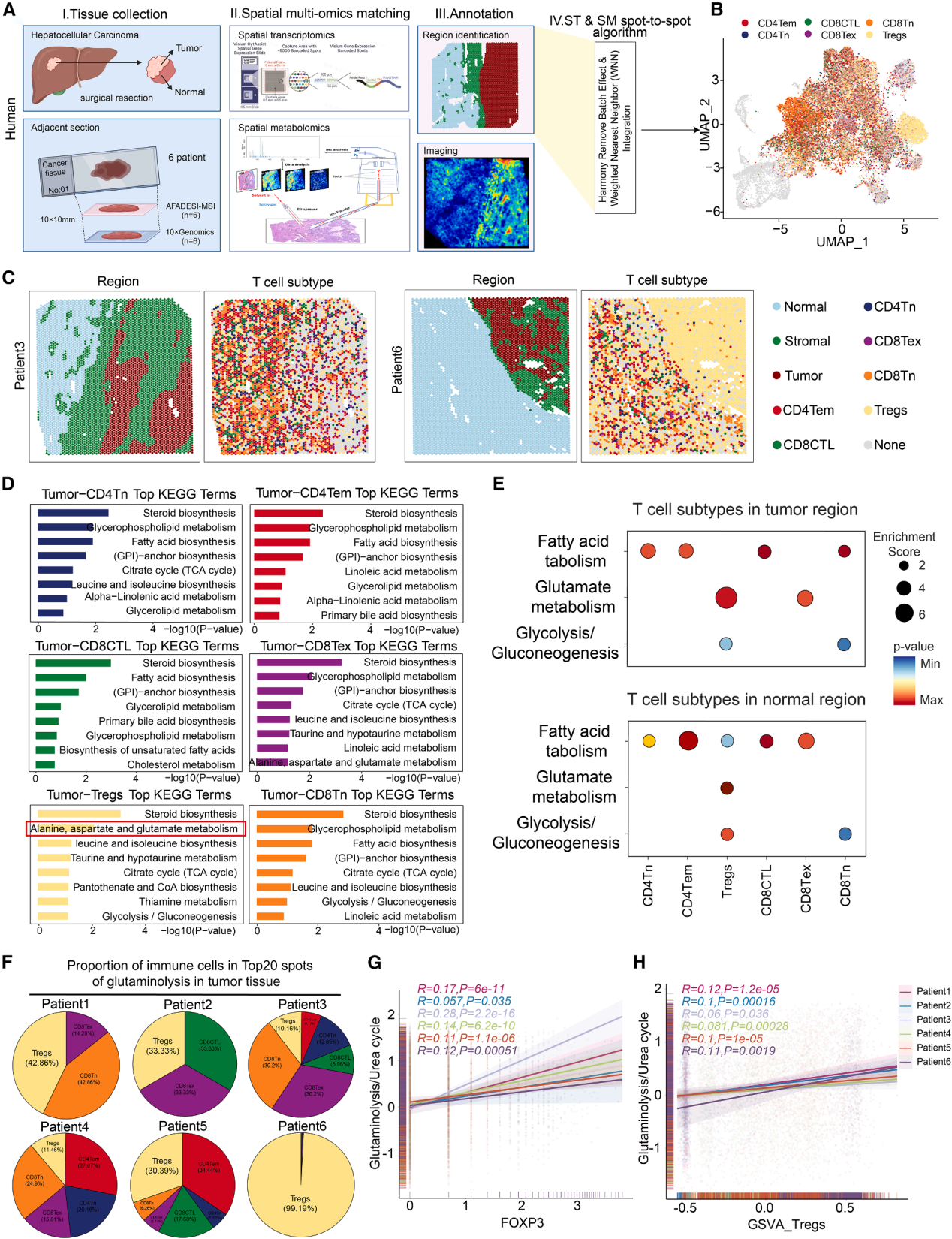 The ammonia produced by tumors promotes the enrichment of regulatory T-cells and inhibits the anti-tumor immune response