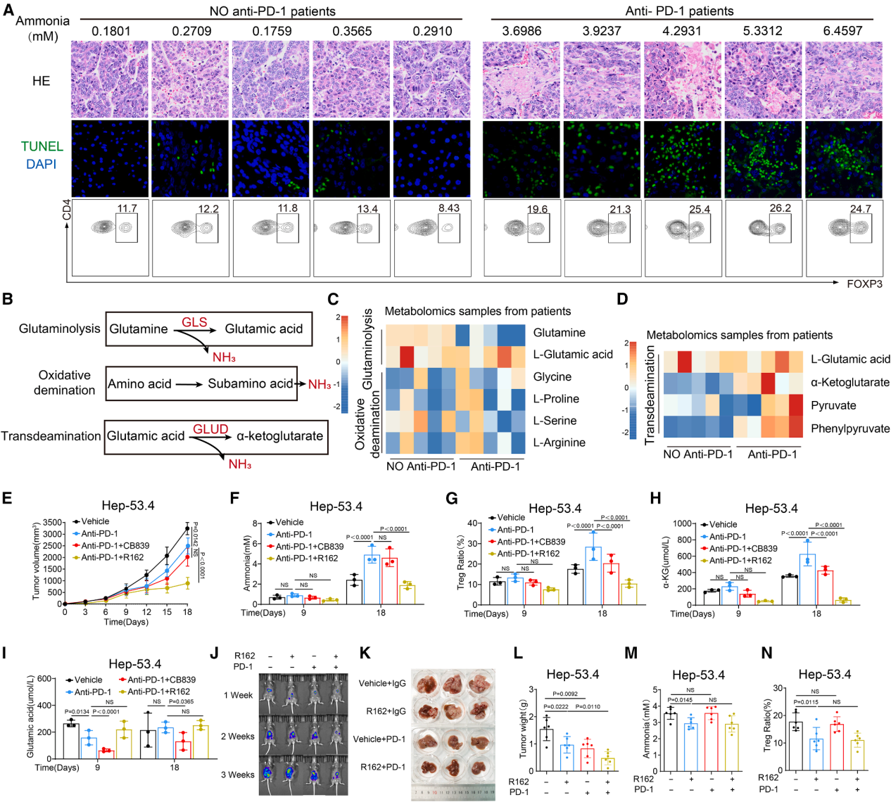 The ammonia produced by tumors promotes the enrichment of regulatory T-cells and inhibits the anti-tumor immune response
