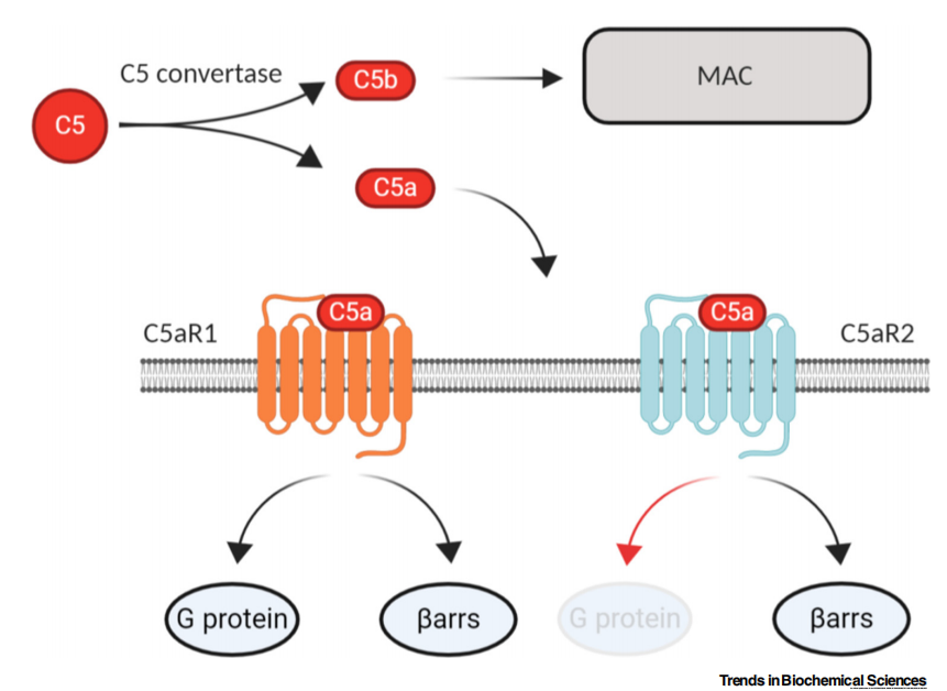 The anaphylatoxin receptor C5AR1