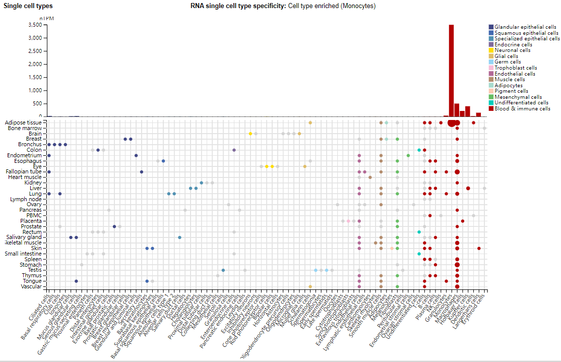 The anaphylatoxin receptor C5AR1