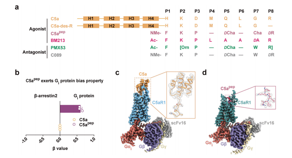 The anaphylatoxin receptor C5AR1