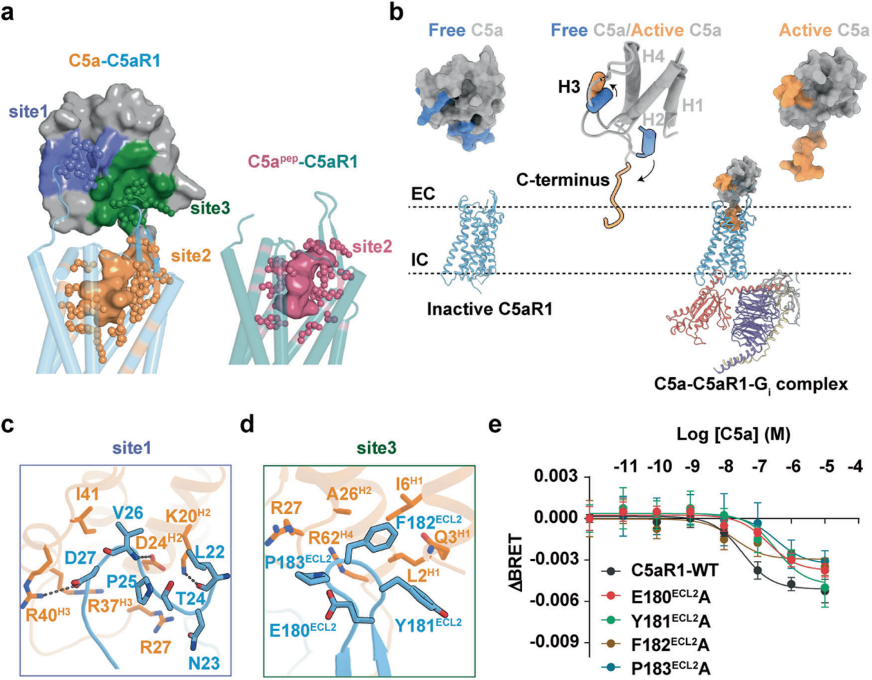 The anaphylatoxin receptor C5AR1