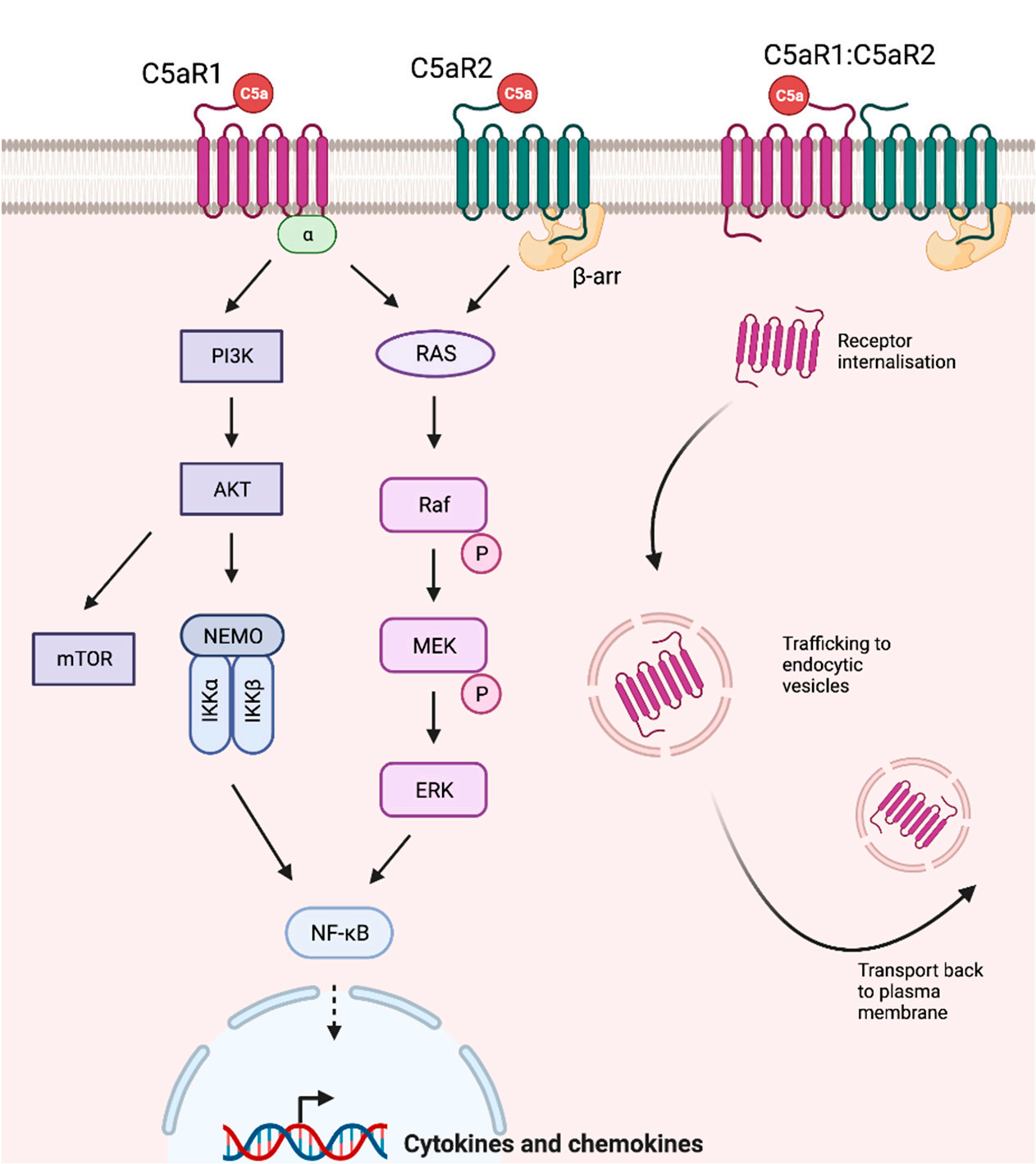 The anaphylatoxin receptor C5AR1