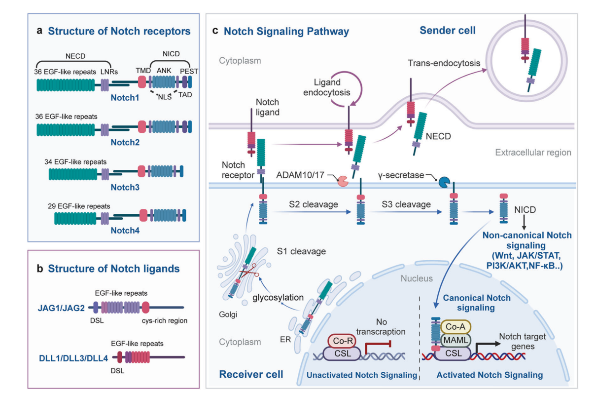 Angiogenesis regulatory factor Notch1
