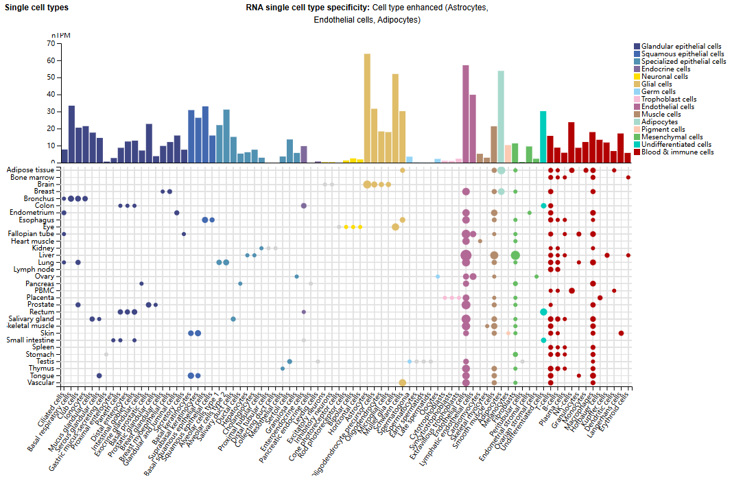 Angiogenesis regulatory factor Notch1