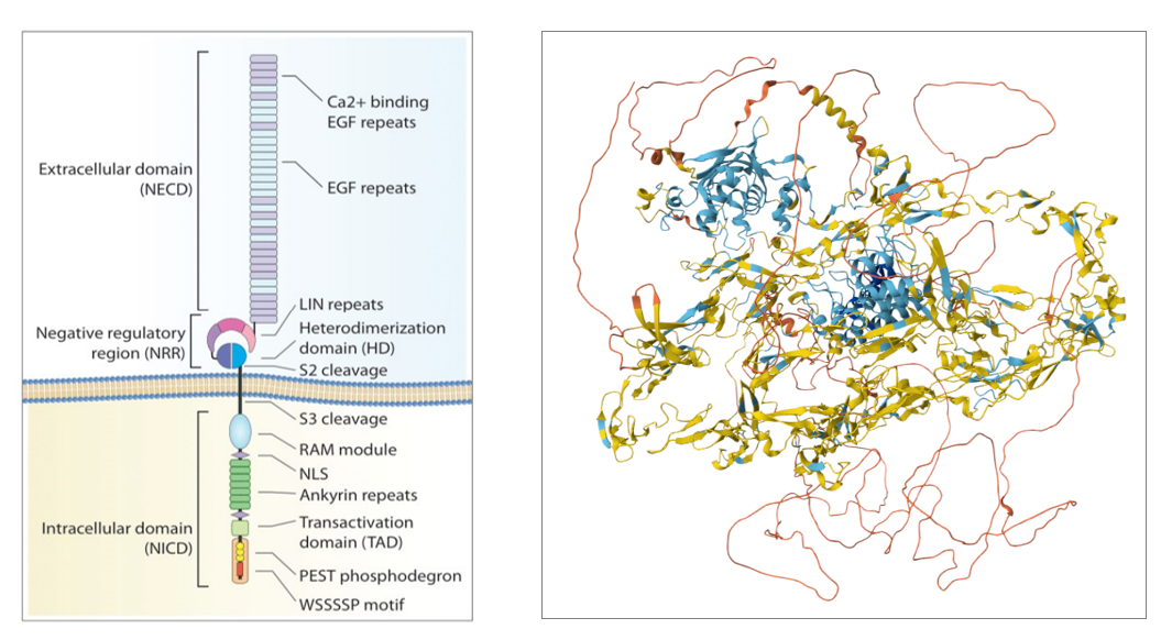 Angiogenesis regulatory factor Notch1