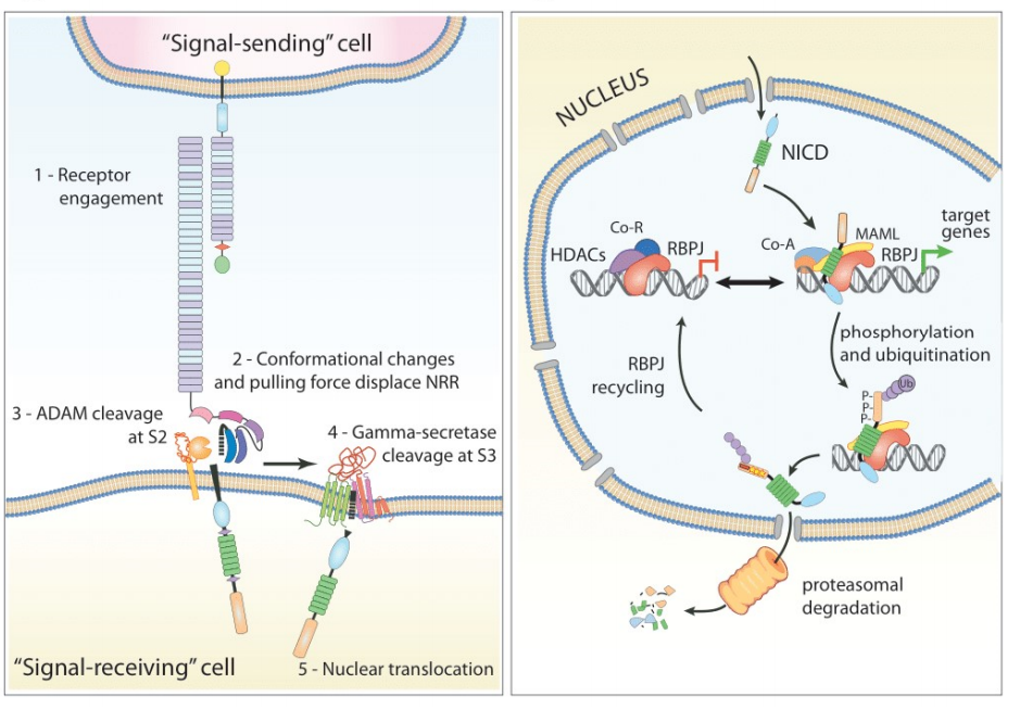 Angiogenesis regulatory factor Notch1