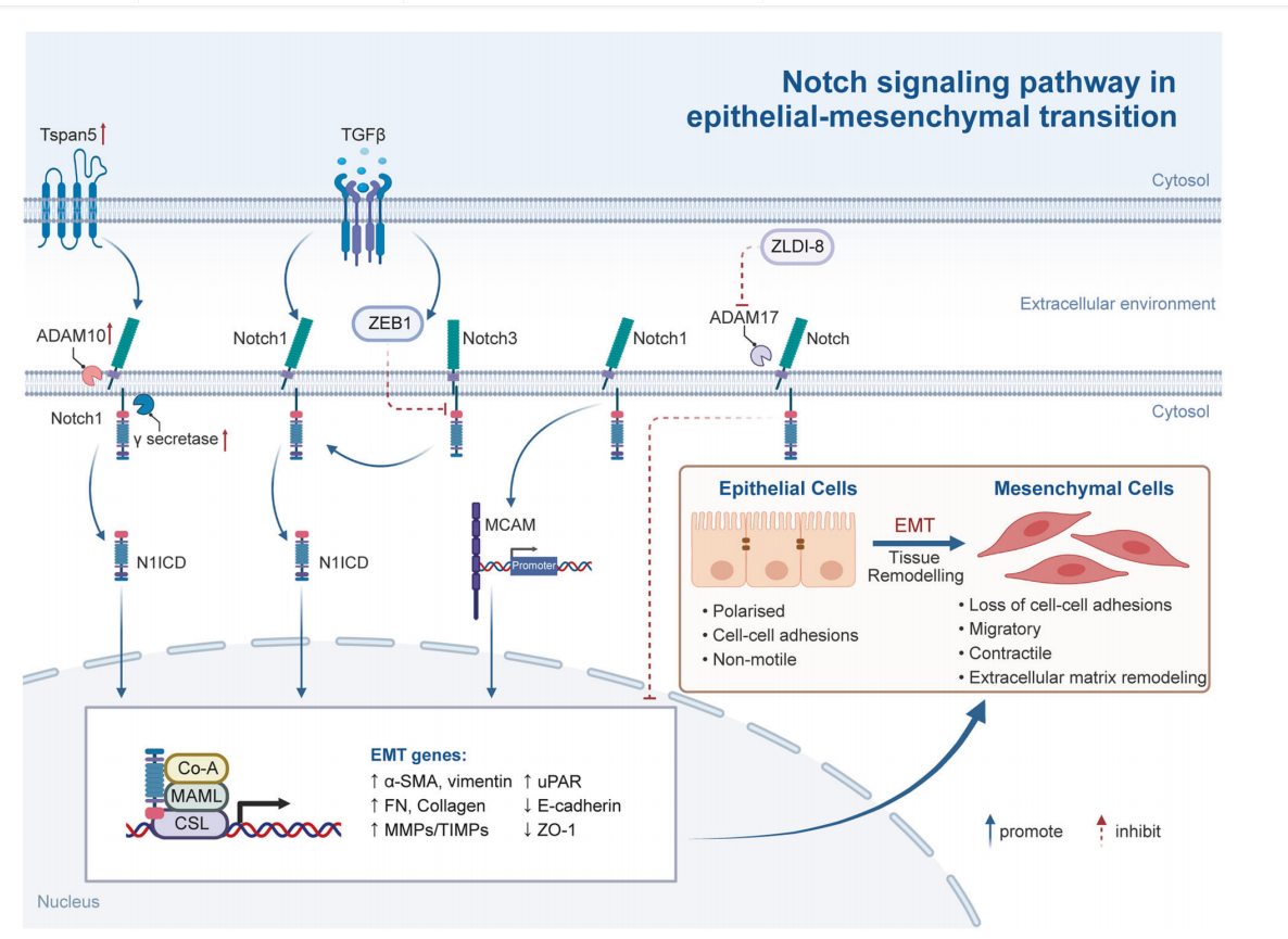 Angiogenesis regulatory factor Notch1