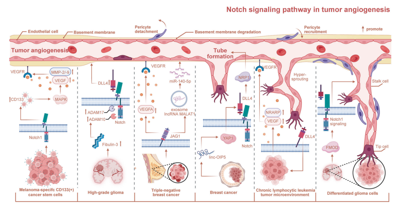 Angiogenesis regulatory factor Notch1