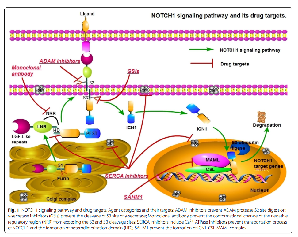 Angiogenesis regulatory factor Notch1