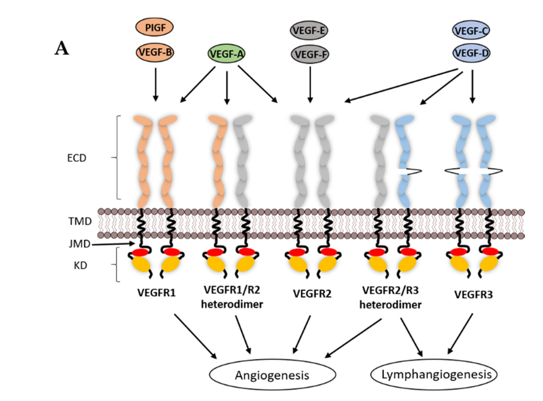 The angiogenin VEGFA