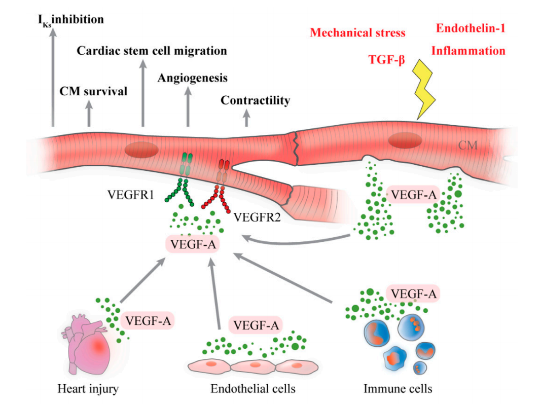 The angiogenin VEGFA